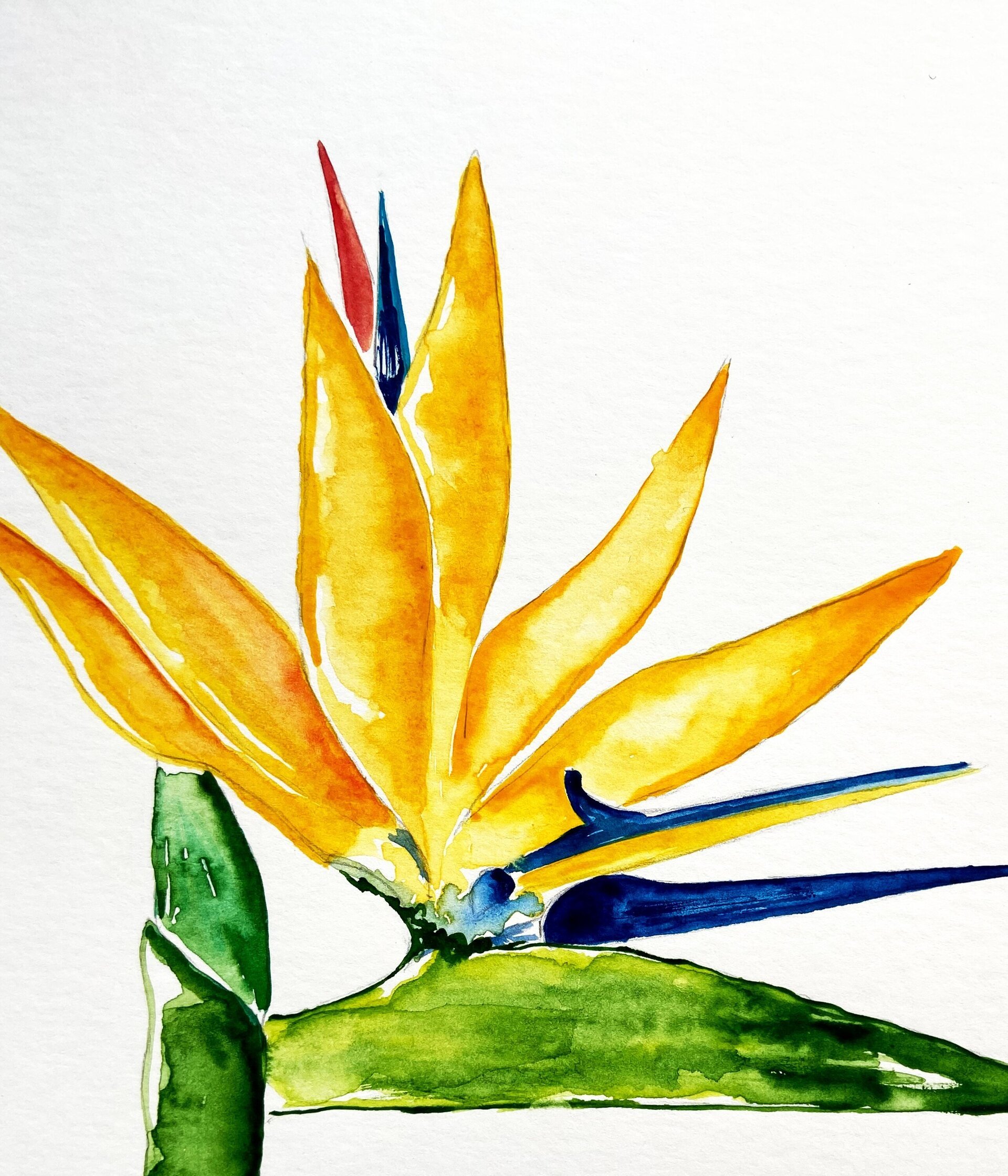 Flor Ave del paraíso - 2